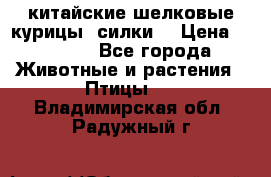 китайские шелковые курицы (силки) › Цена ­ 2 500 - Все города Животные и растения » Птицы   . Владимирская обл.,Радужный г.